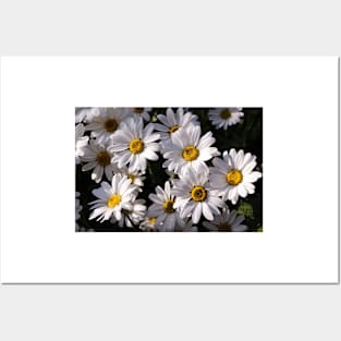 Large White Daisies Posters and Art